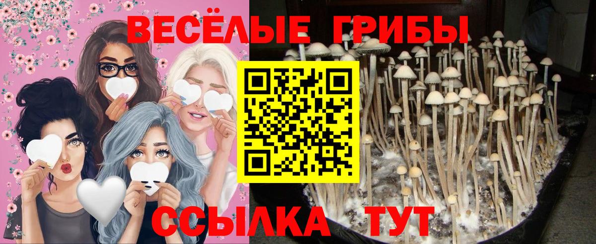 Псилоцибиновые грибы Psilocybine cubensis Сарапул